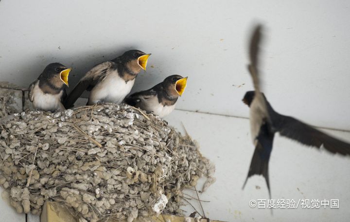 燕子雏鸟怎么喂养