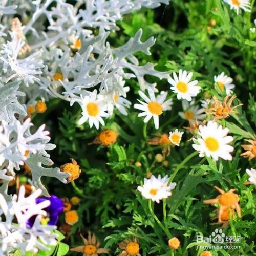 瓜叶菊有毒吗？