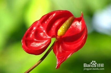 火鹤花和红掌区别是什么