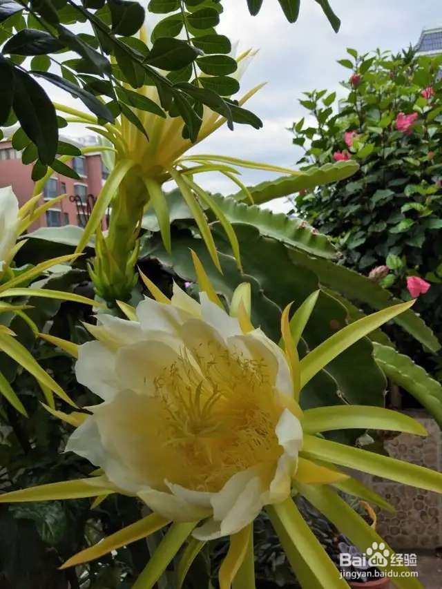 火龙果挖一勺籽，撒土里，长出毛绒绒小森林