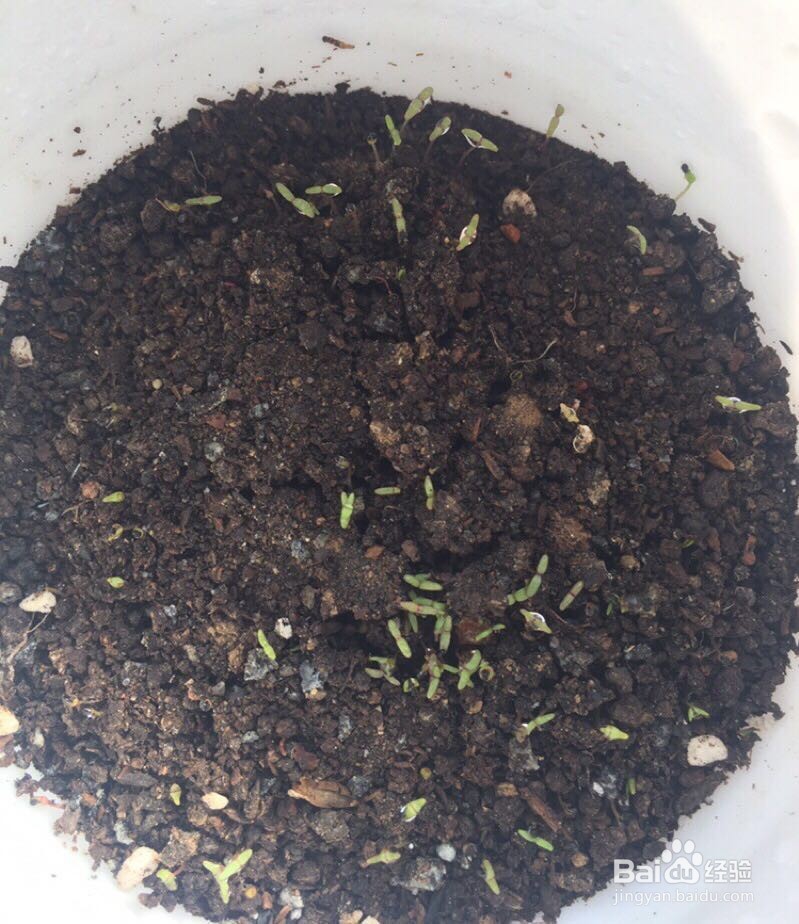 薄荷种子怎样播种呢