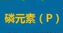 吃秀珍菇对身体有什么好处
