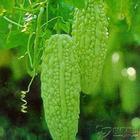 夏季饮食应多吃的食物