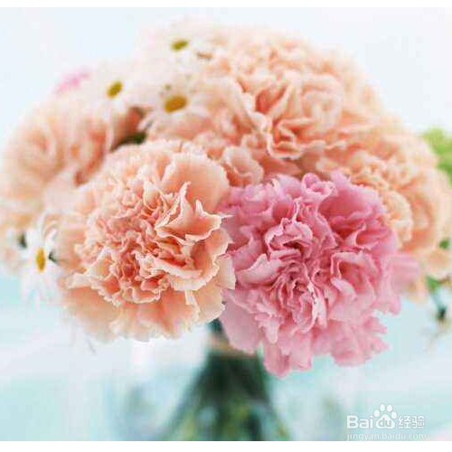 康乃馨的叶子掉落了怎么办？