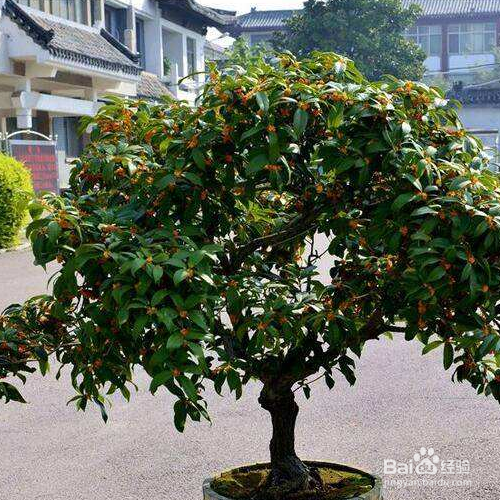 盆栽桂花叶落了怎么办？