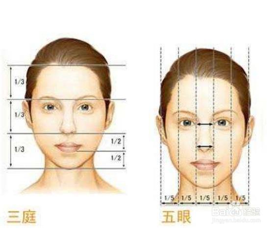 脸部的骨骼肌肉结构及面部审美