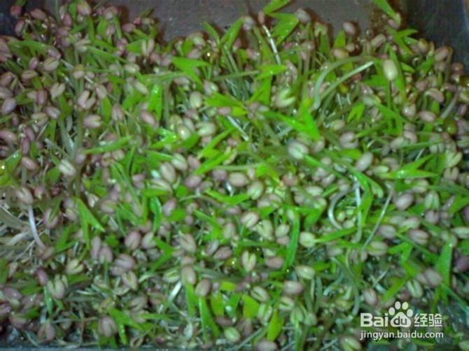 小米的豆芽日记