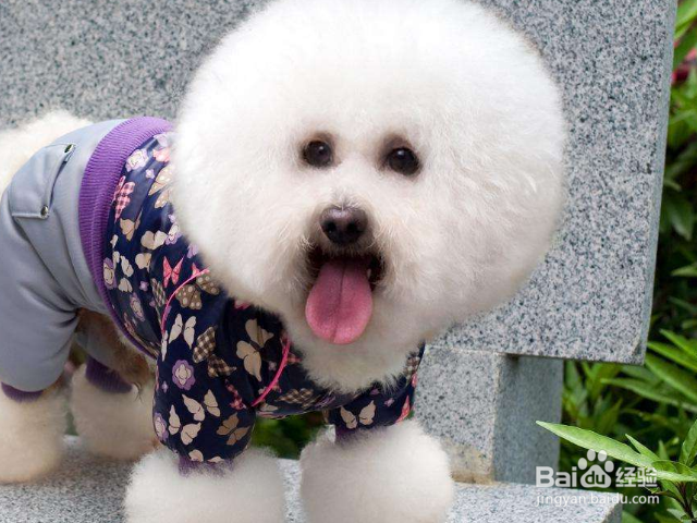 给你狗狗洗澡的美容师合格吗?