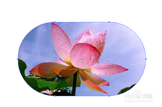 如何使用AI软件把一张图片放入到图形中