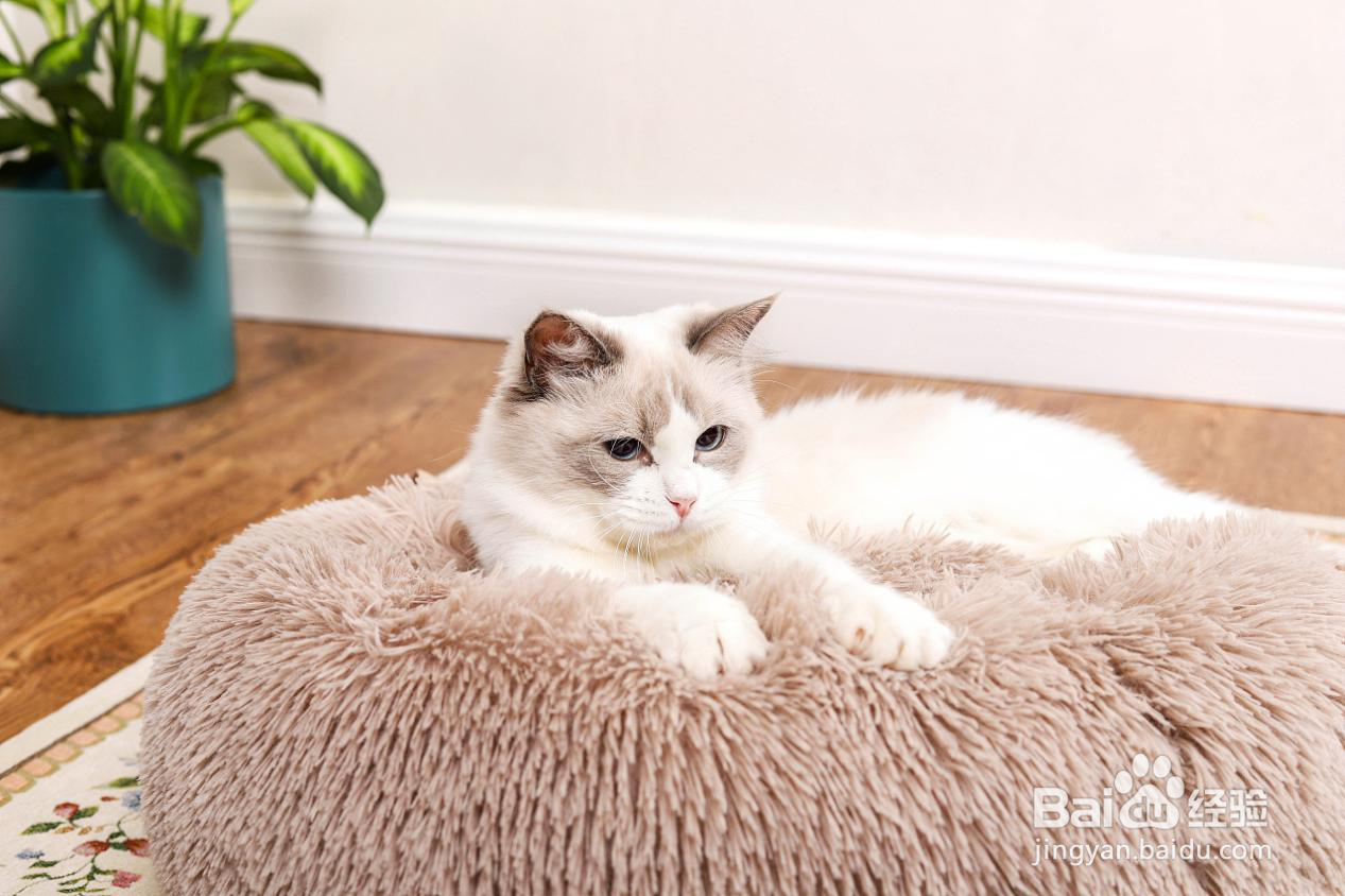 给猫吃卵磷脂还是蛋黄？哪个更能让猫咪美毛？