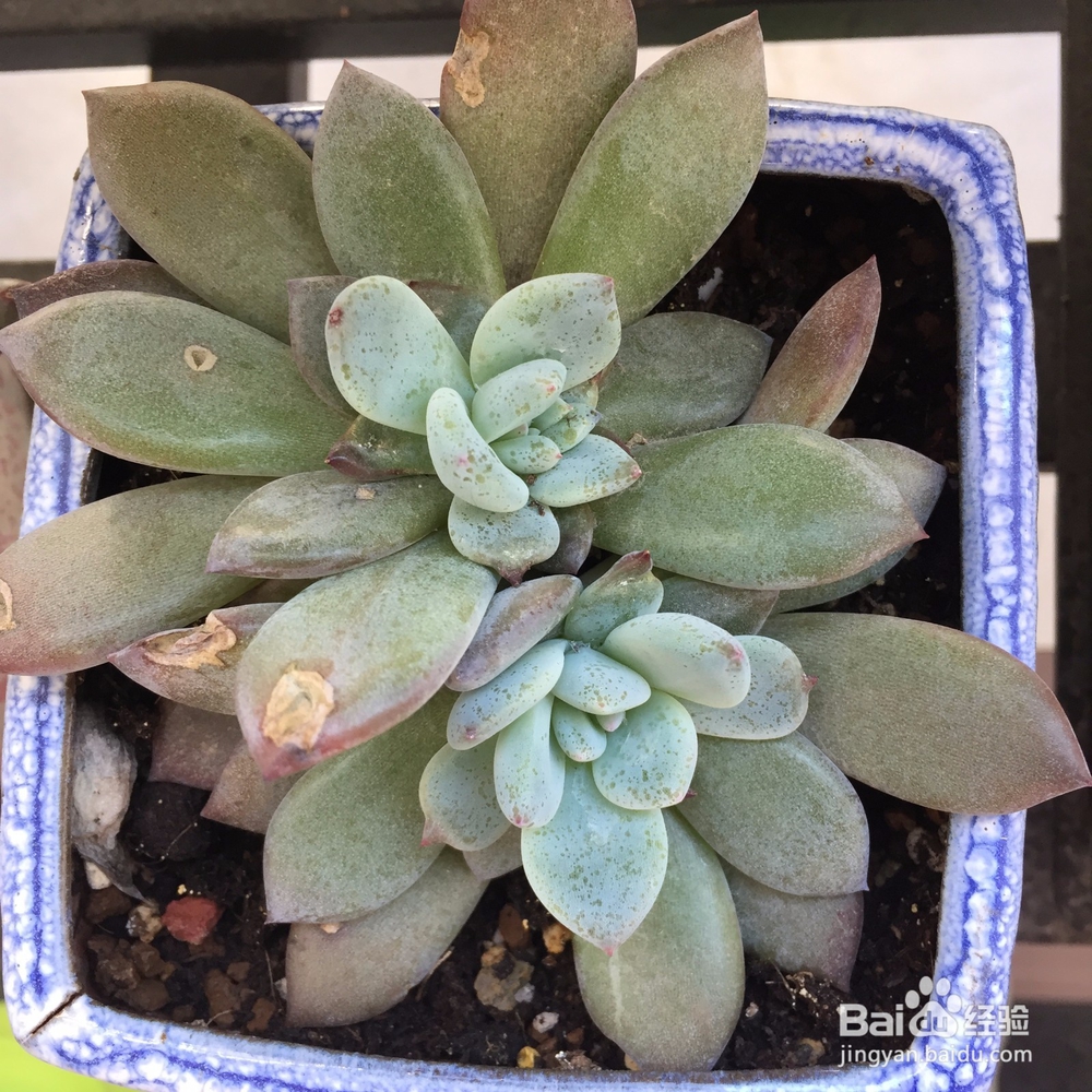 多肉被鸟啄了之后怎么处理