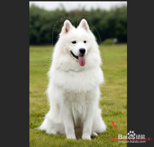 ps实用小技巧：抠出毛发