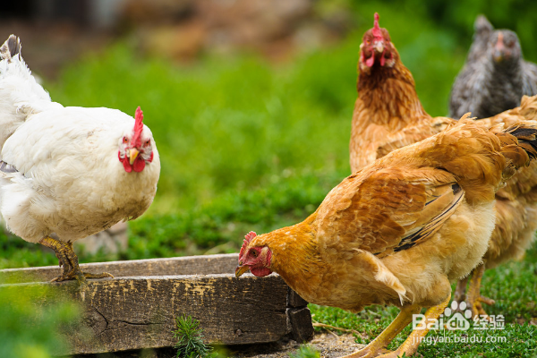 鸡啄肛怎样防治？