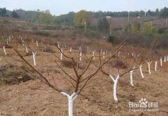 冬天树干刷白灰起什么作用