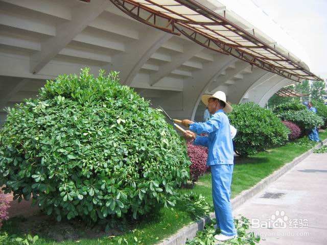 学校应该如何灭蚊