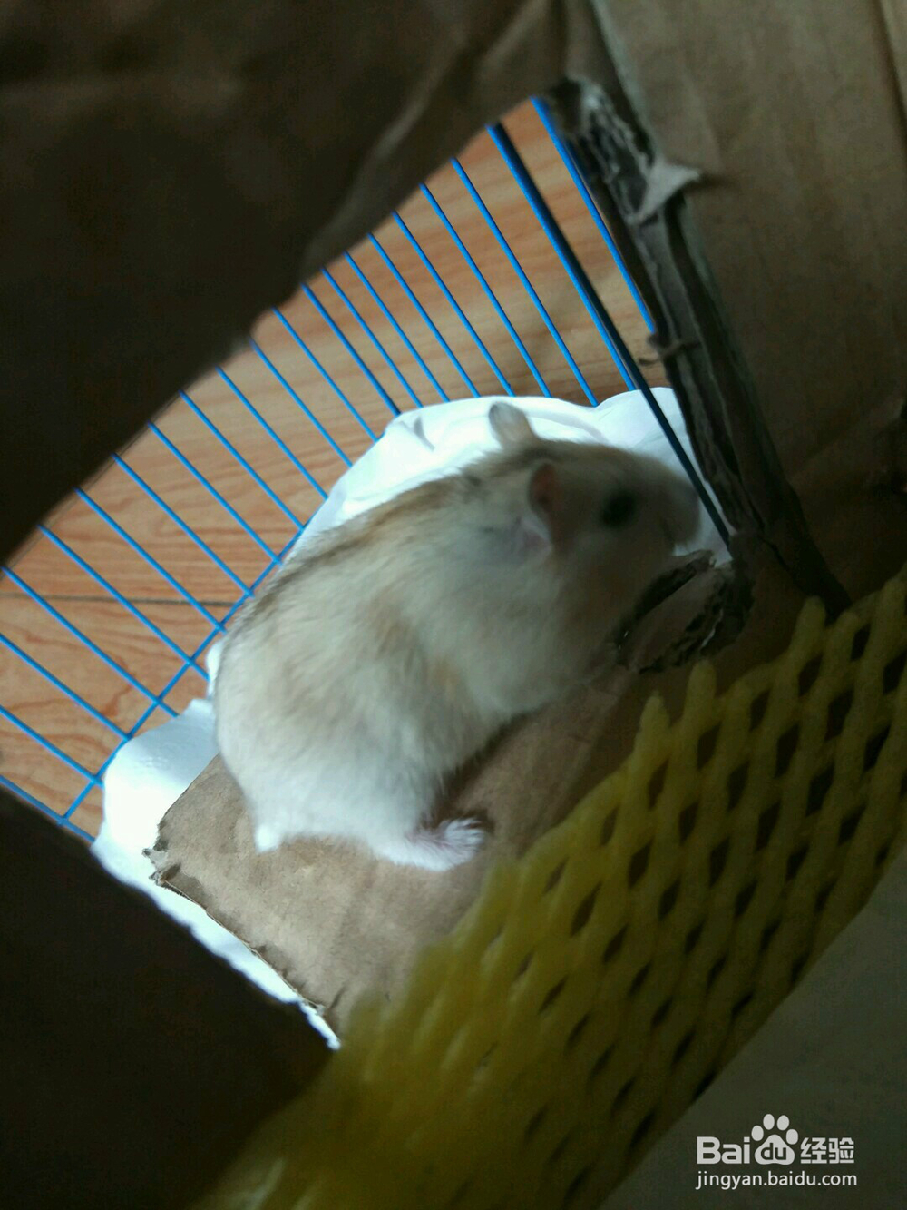新手如何养仓鼠