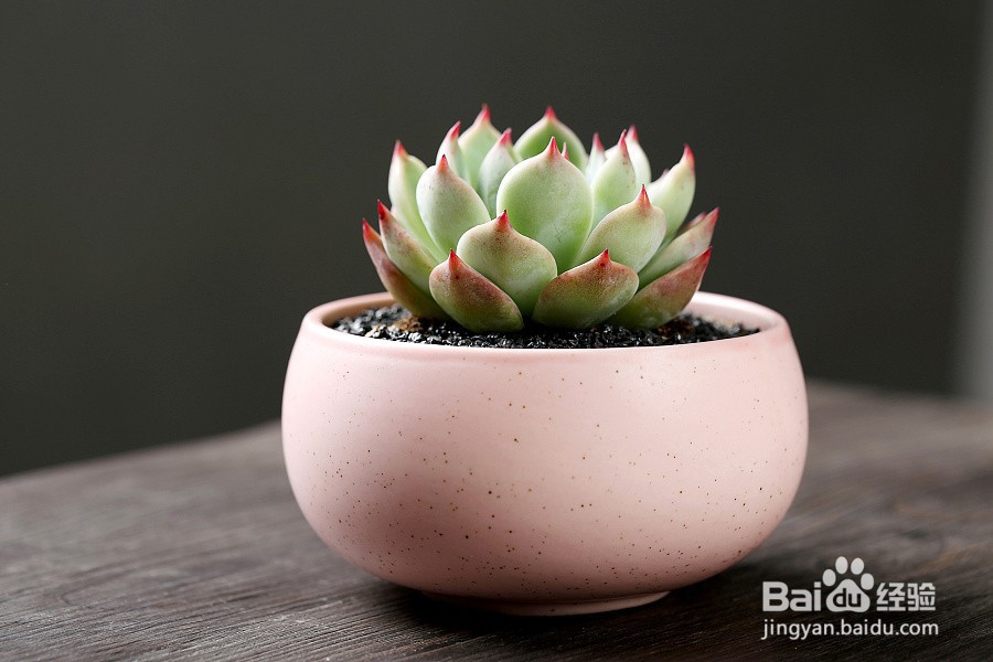 5种多肉植物中的