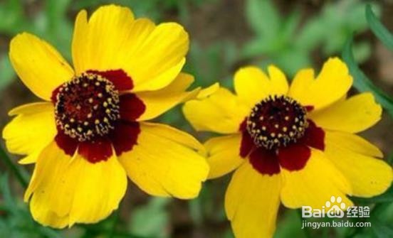 蛇目菊的价值及其花语