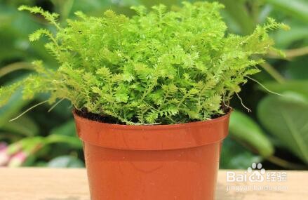 金毛蕨类植物怎么养