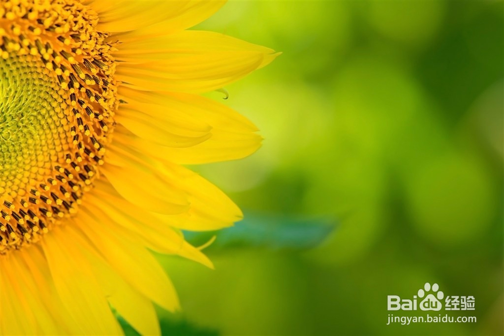 长焦镜头拍摄技巧