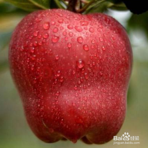 蛇果的培育方法和注意事项