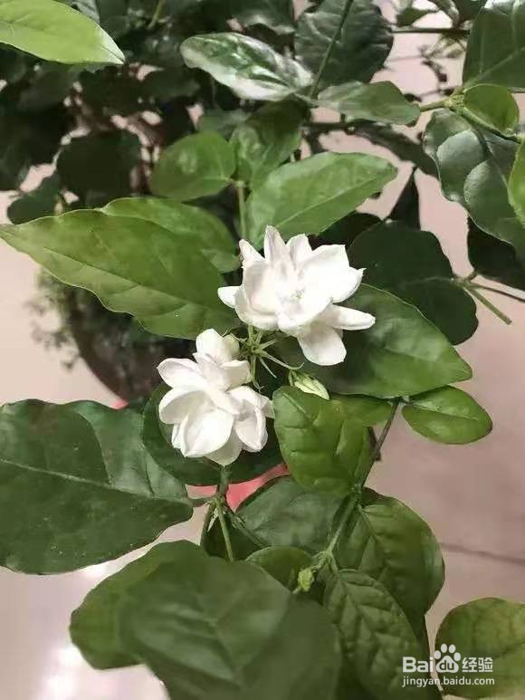 3种花“疾病”不喜欢，养1盆，一家老小身体好