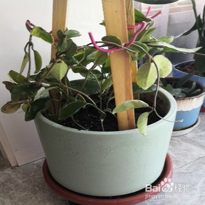 心叶球兰怎样养