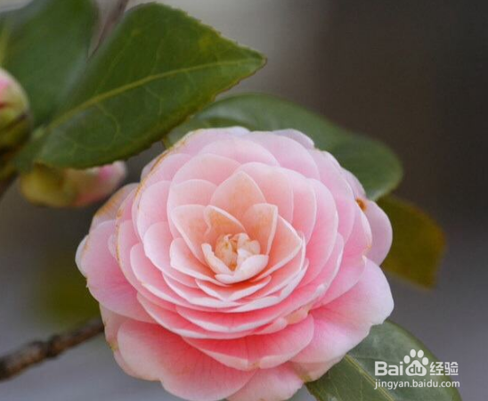 山茶花怎样扦插繁殖