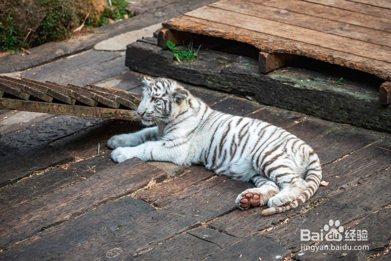 广州长隆野生动物世界攻略6