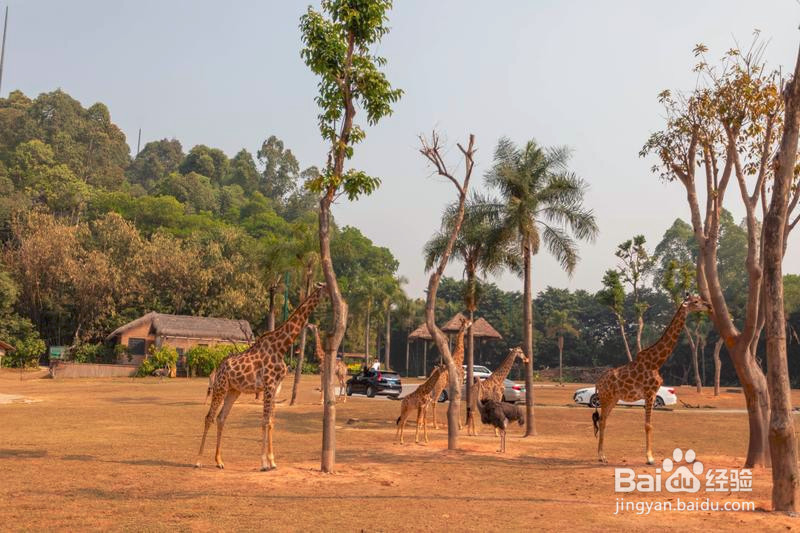 广州长隆野生动物世界攻略2
