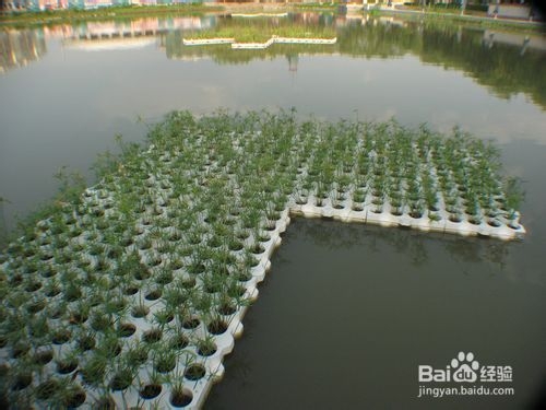 生态浮岛技术