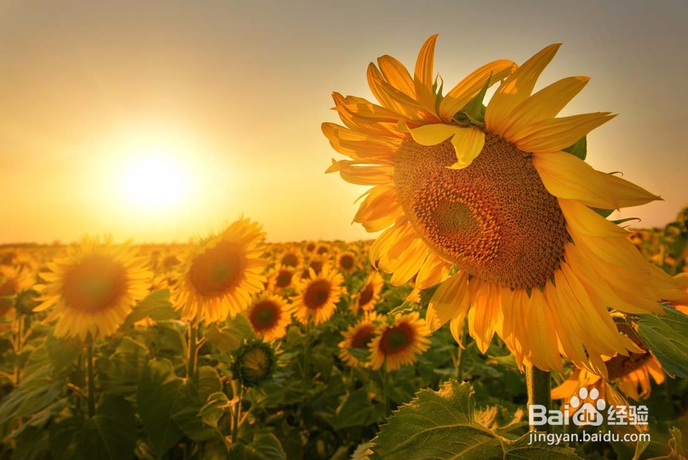 种向日葵怎样防治烂头病？