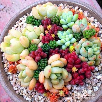 宝石花怎么养 百度经验