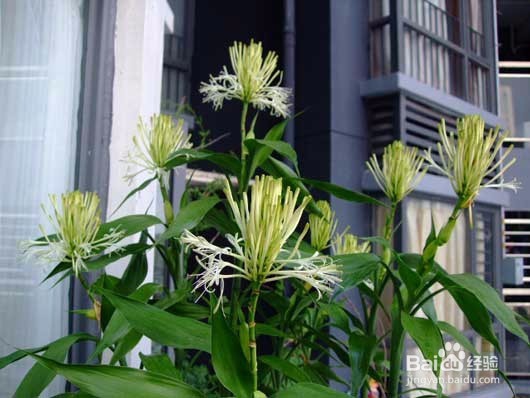 水培富贵竹要领