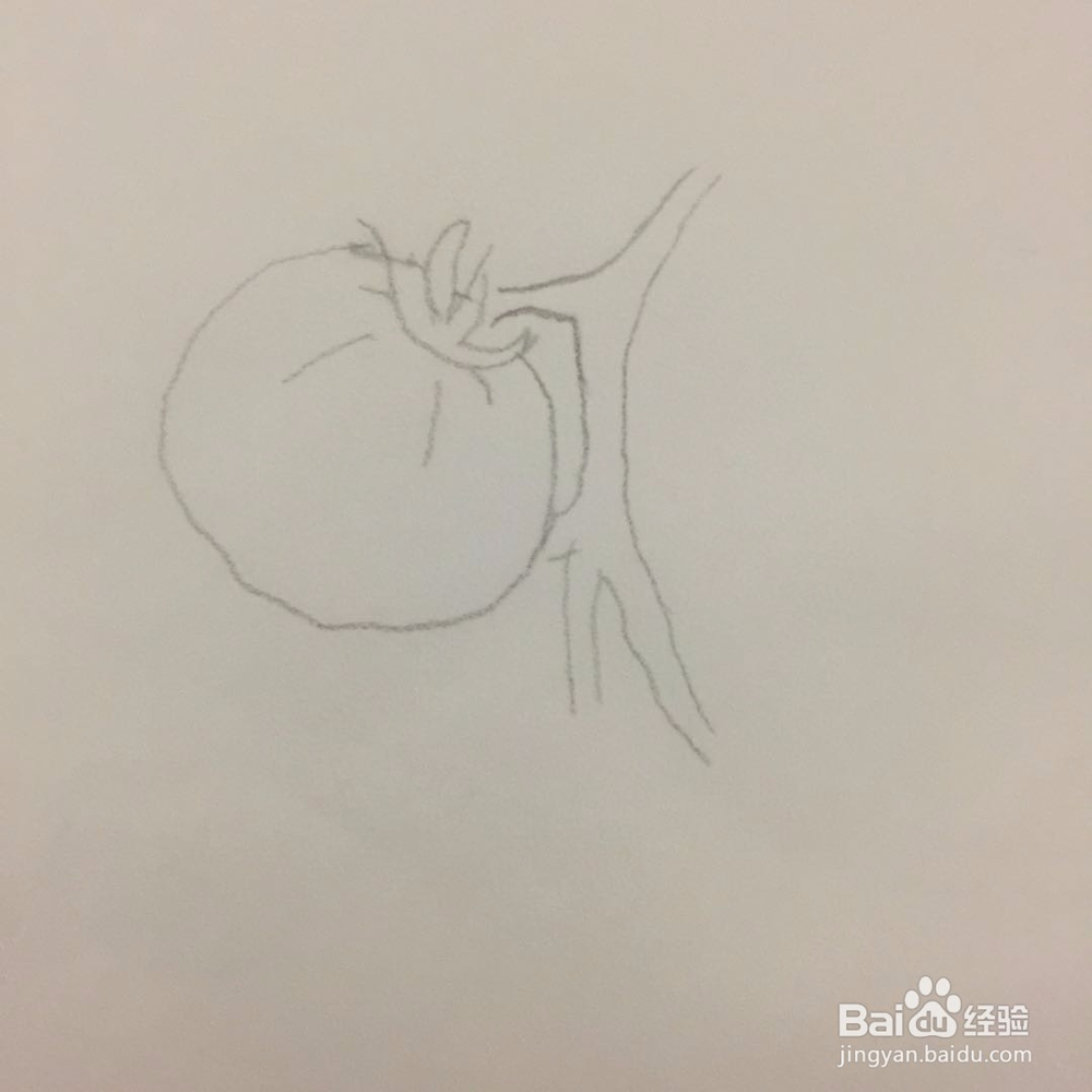 如何画西红柿