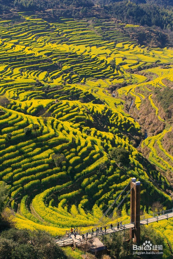 哪里油菜花不好看,为何要去婺源,给你一个答案
