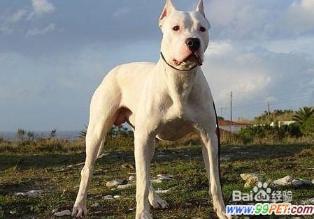 大型护卫犬有哪些