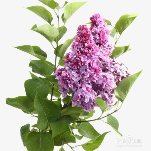 丁香花该如何养殖?