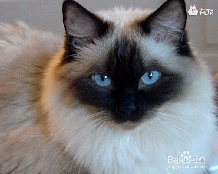 缅甸圣猫——伯曼猫