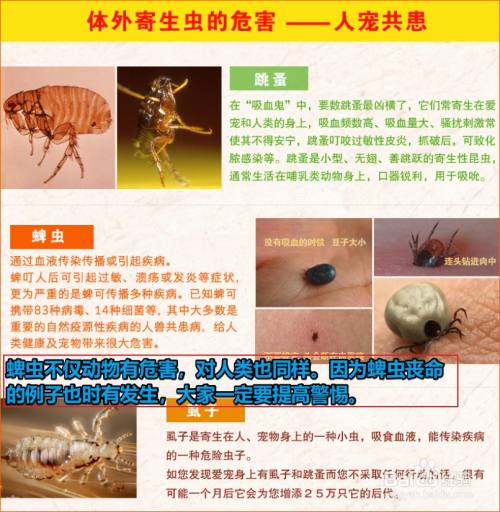 狗狗身上的蜱虫是怎么来的