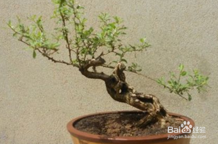 枸杞盆景怎么修剪