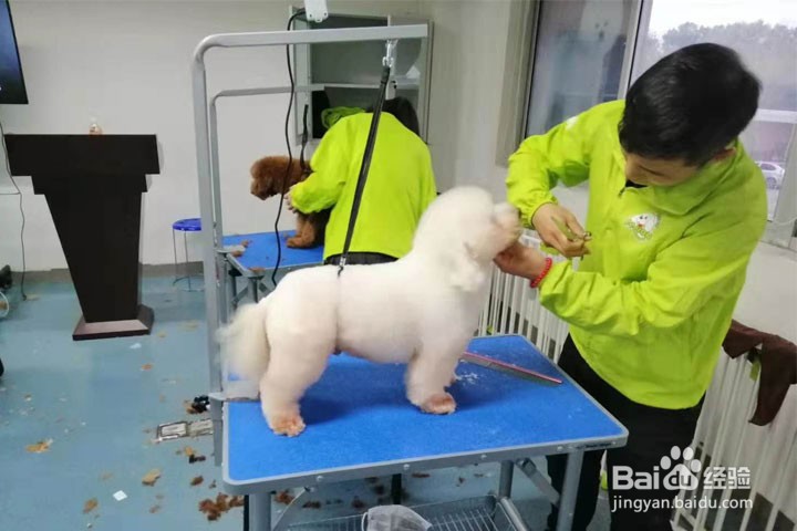 宠物店加盟经营一年利润有多少