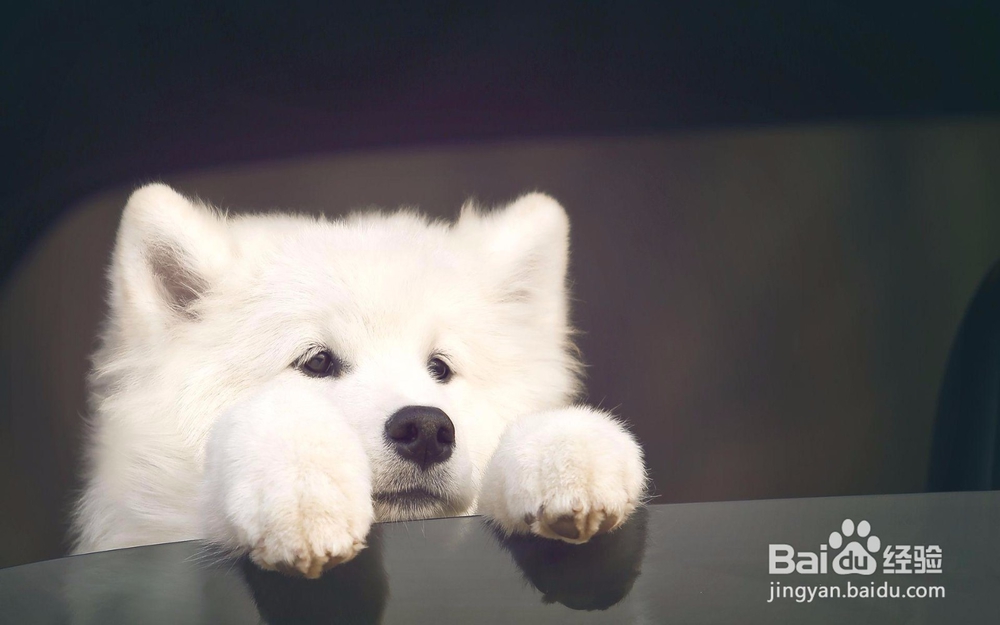 宠物老是打喷嚏怎么办？