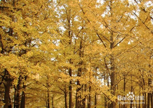秋天时节看银杏林，从北到南慢慢看