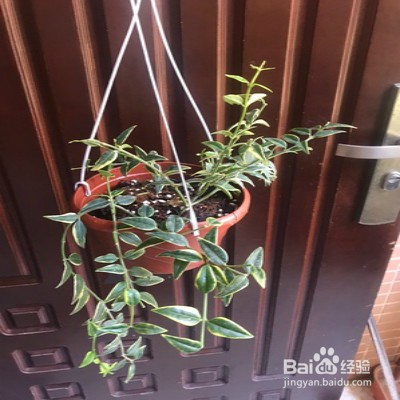 贝拉球兰怎么样