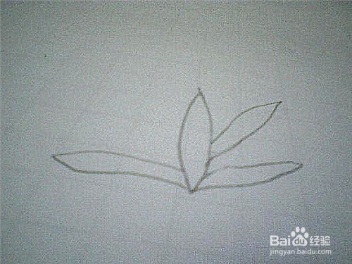 简笔画水仙花的画法