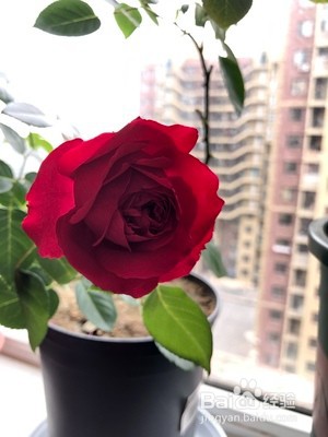 哪种月季花好养又好看