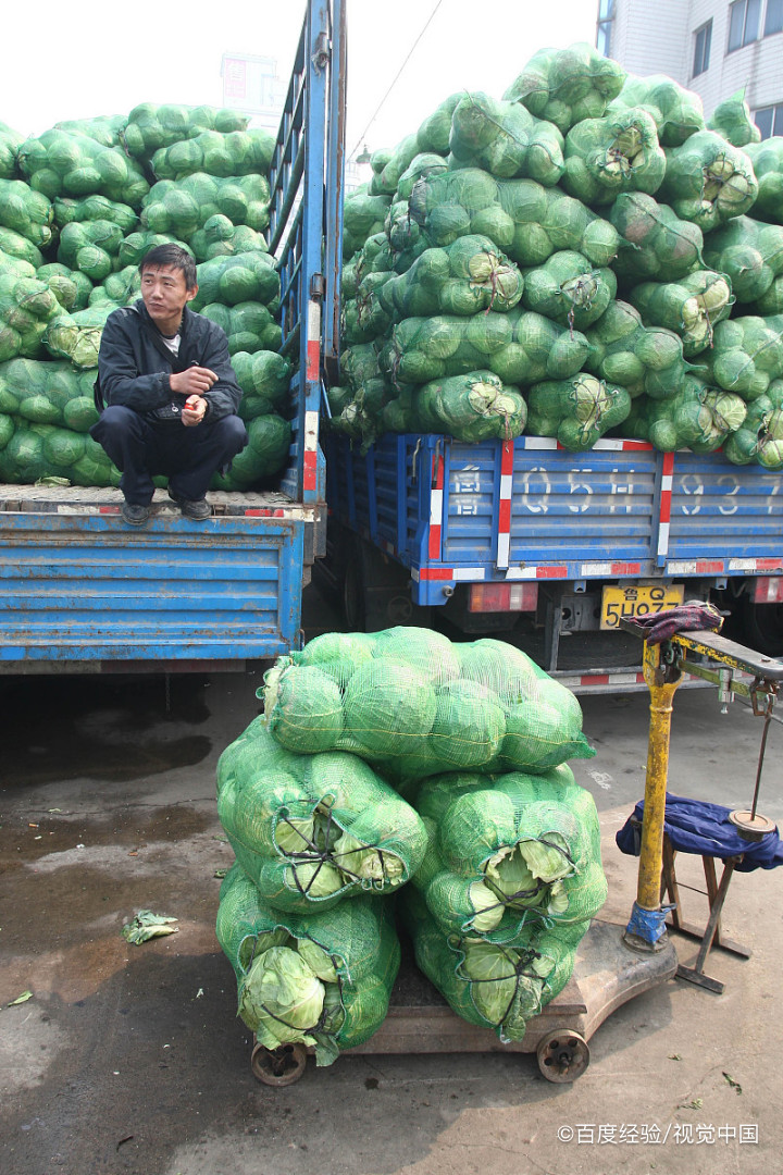 哺乳期能吃卷心菜吗