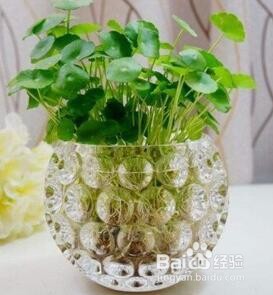 水培植物怎么养才能更旺盛