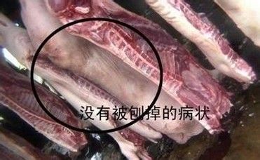 辨别病死猪肉的一些方法分享